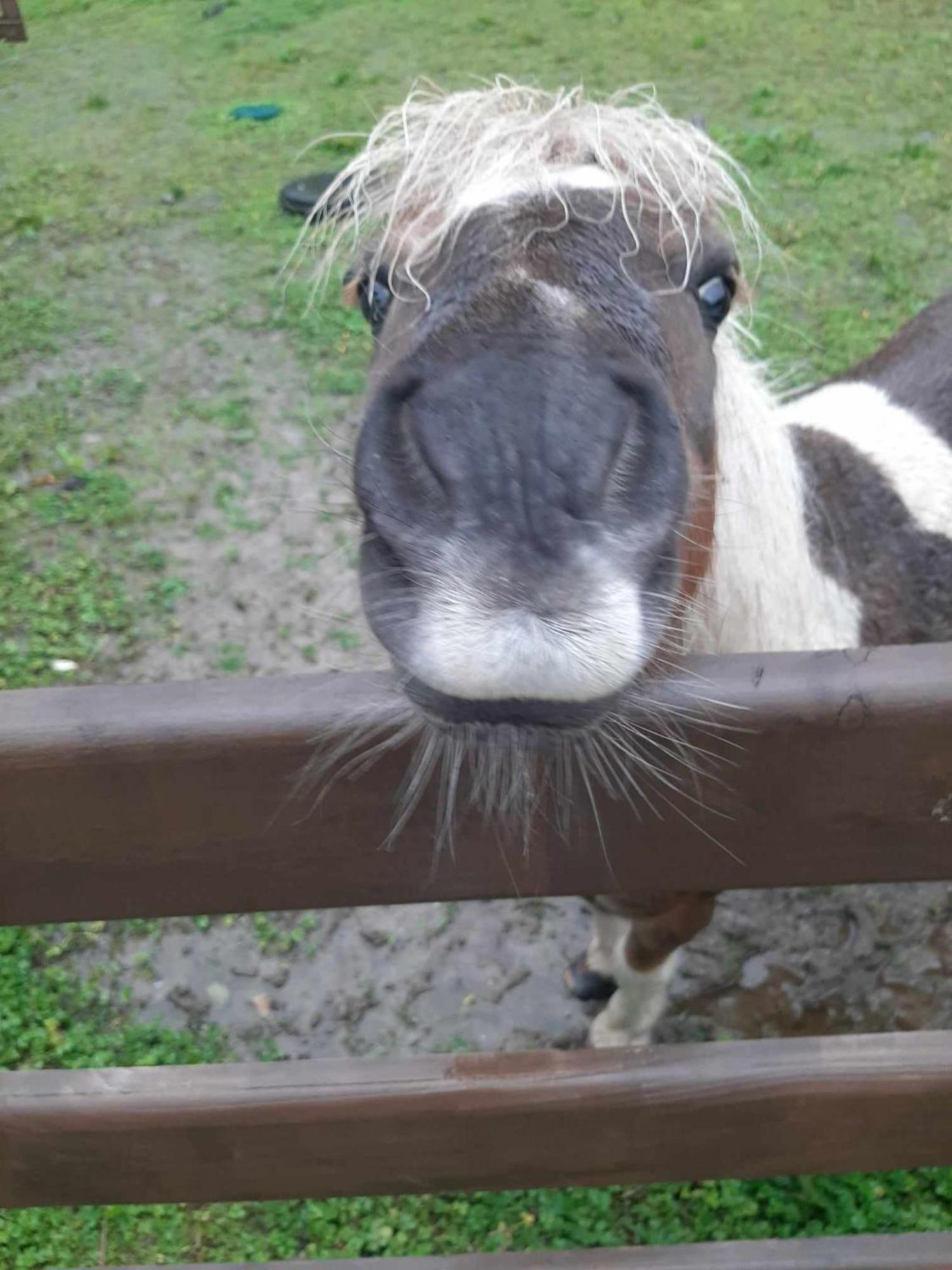 Ivy Lodge Letterkenny Pokój zdjęcie